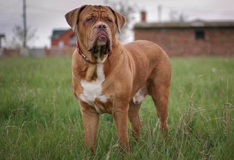 Perro mastiff rojizo