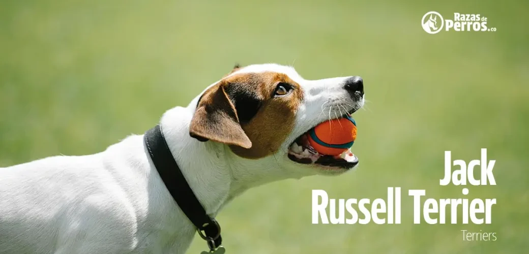 raza de perro jack russell terrier