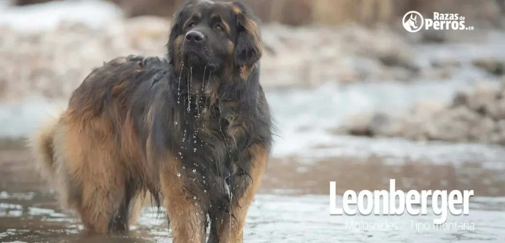 raza de perro leonberger