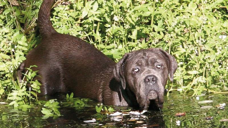 Mastin napolitano en el agua