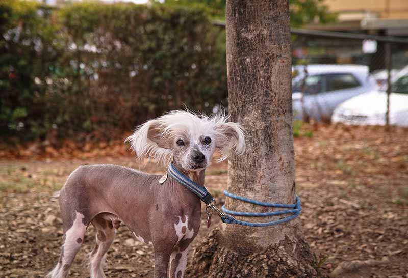 Crestado chino junto a arbol