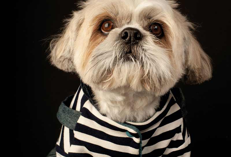 shih tzu con pijama