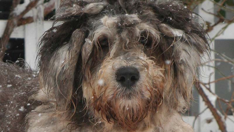 Pastor bergamasco en la nieve