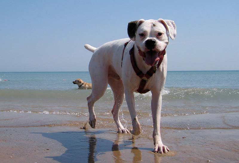 Boxer blanco jugando en la playa