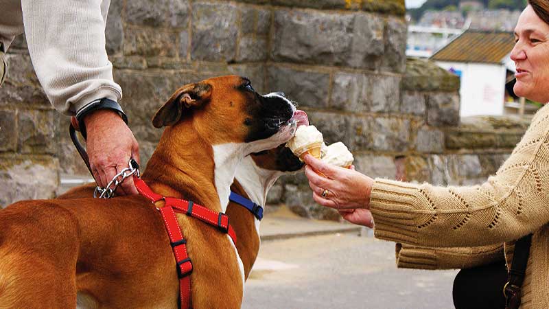 Dos perros boxer comiendo helado