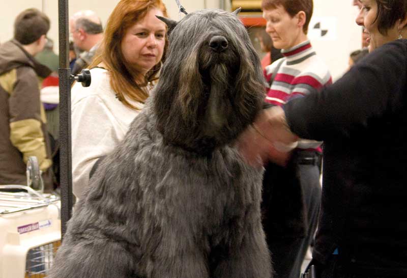 Perro boyero de flandes gris