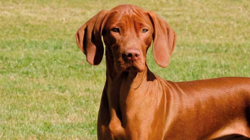 Braco de hungria o vizsla 