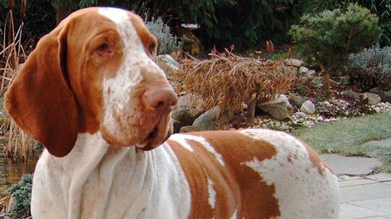 Braco italiano blanco con naranja