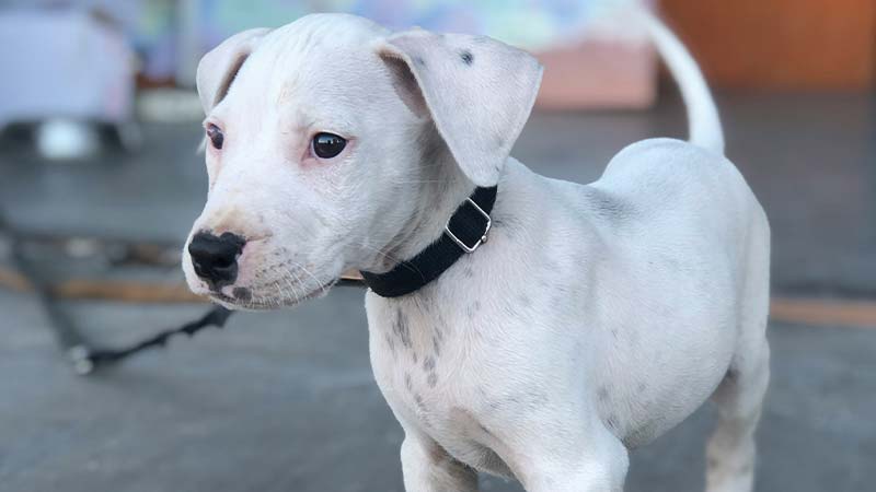 Dogo argentino cachorro