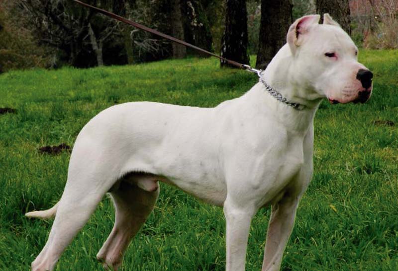 Dogo argentino