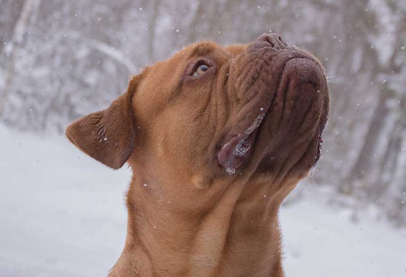 Dogo de burdeos en la nieve