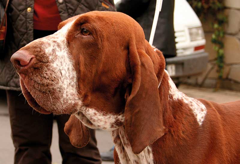 Cabeza del braco italiano