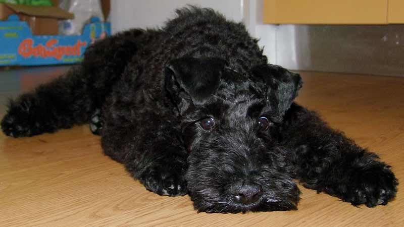 Kerry blue terrier negro