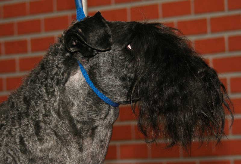 Kerry blue terrier de bigotes