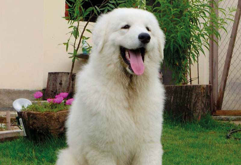 Perro kuvasz hungaro