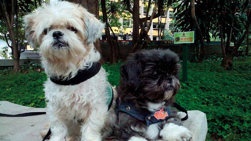 Lhasa apso junto a shih tzu