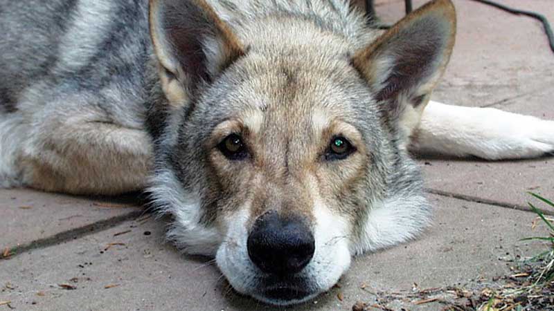 Perro lobo de saarloos acostado