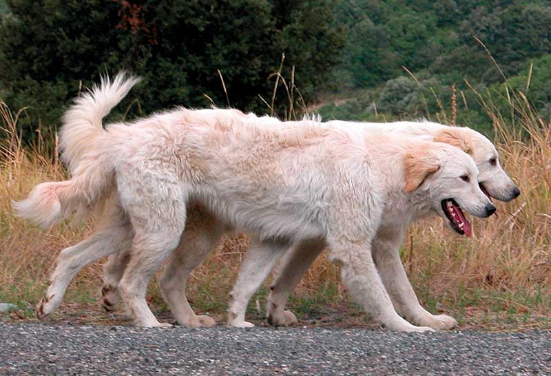 Pastores de la maremma y de los abruzos