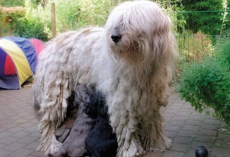 Pastor de bergamasco blanco