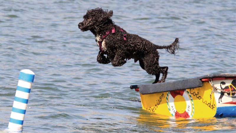 Perro de agua portugues salta al agua
