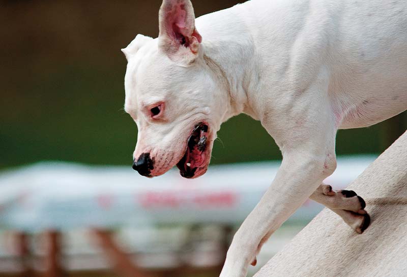 Dogo argentino blanco