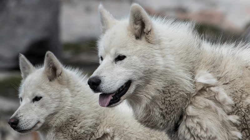 Perros de groenlandia color blanco