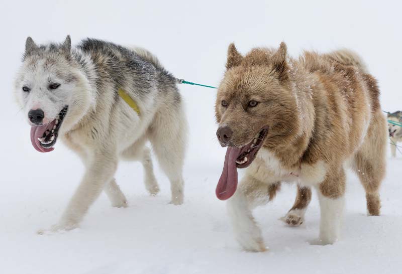 Macho y hembra perros de groenlandia