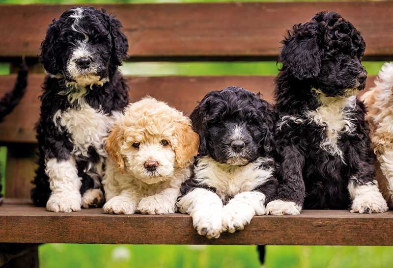 Cachorros perro de agua portugues