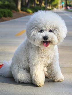 perro de raza bichon de pelo rizado