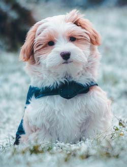 perro de raza bichon habanero