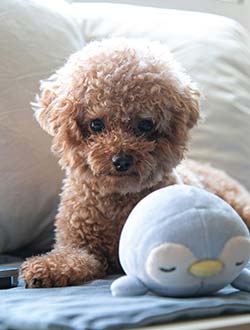 perro de raza caniche toy