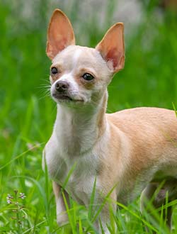 perro de raza chihuahua