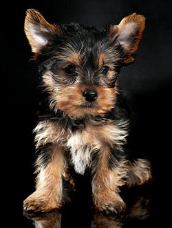perro de raza yorkshire terrier toy