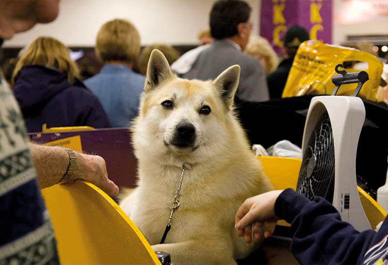 Spitz de finlandia sentado