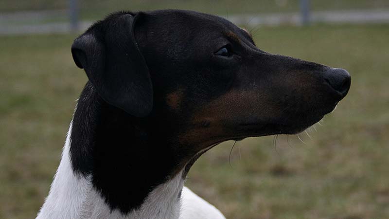 Rostro del terrier japones