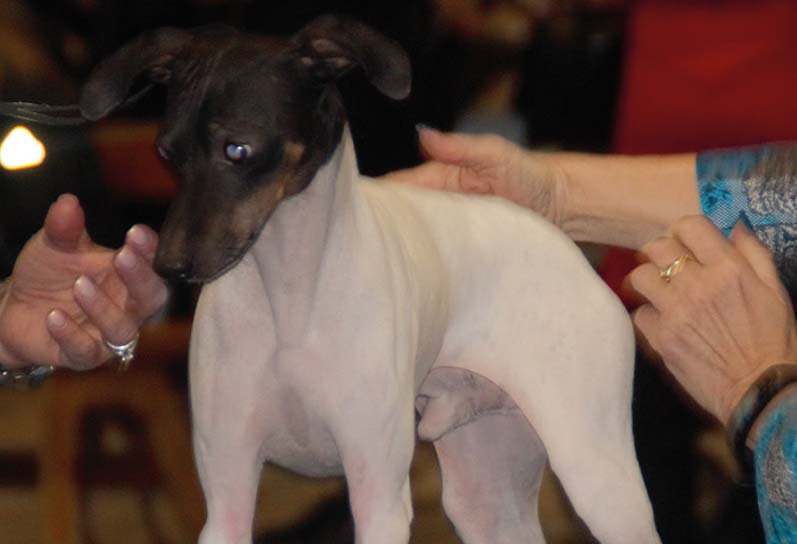 Terrier japones macho