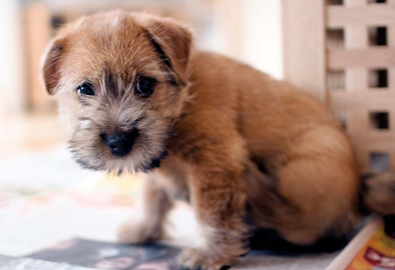 Norfolk terrier cachorro