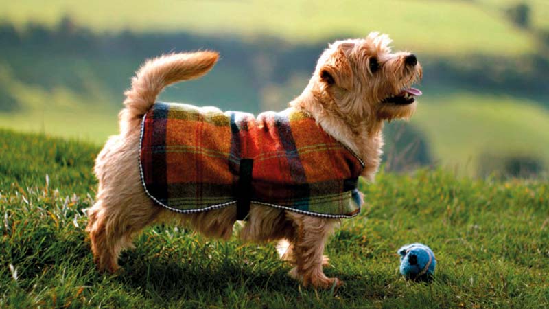 Norfolk terrier con un chaleco