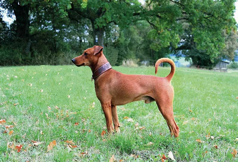 Pinscher aleman macho marron rojizo