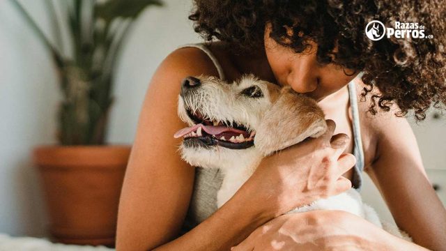 Por que los perros comen pasto banner nota