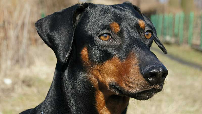 Rostro del pinscher aleman