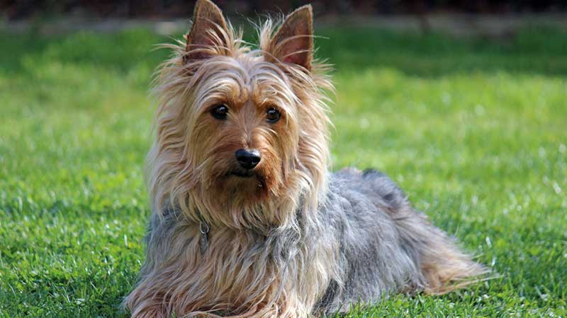 Terrier australiano sedoso