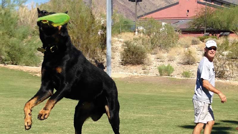 Beauceron jugando al frisbee
