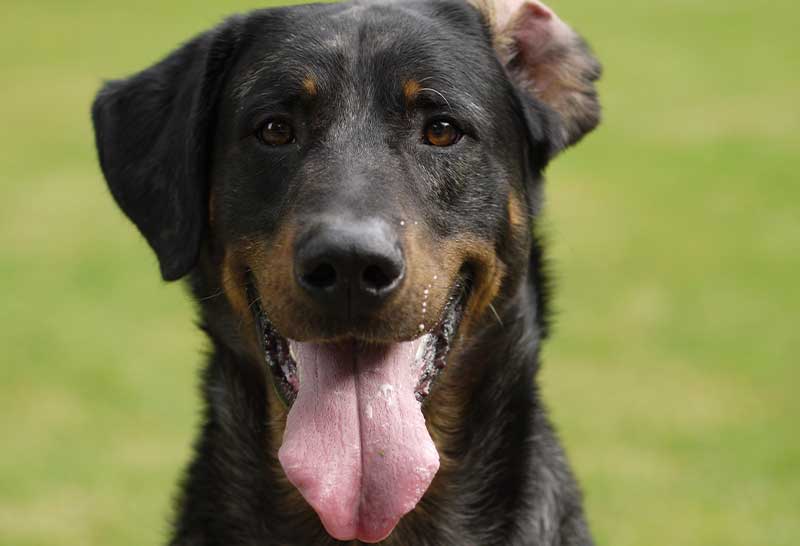 Beauceron macho