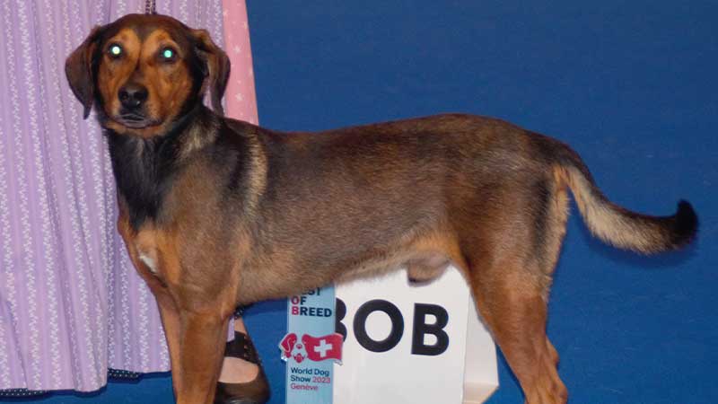 pinscher austriaco en exposicion