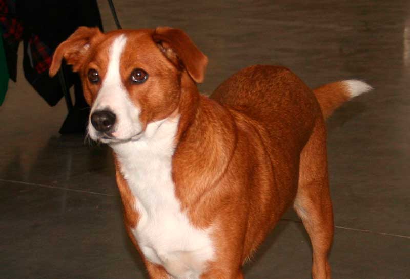 pinscher austriaco color rojizo