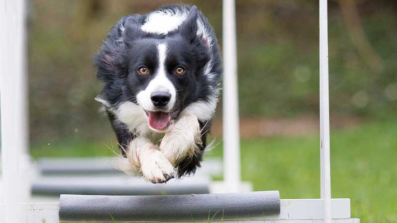 border collie saltando