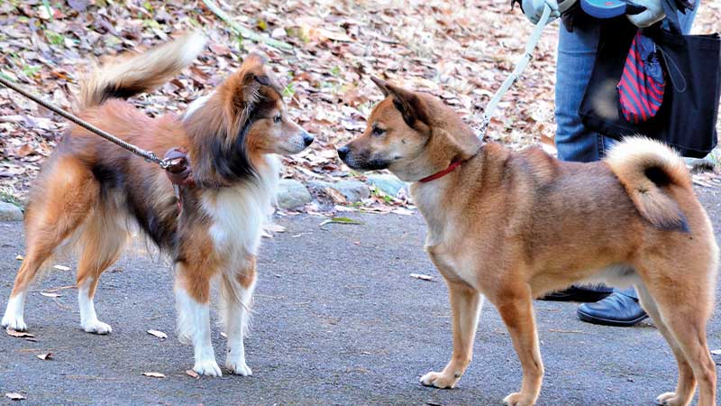 pastor de shetland junto a un shiba inu dorado