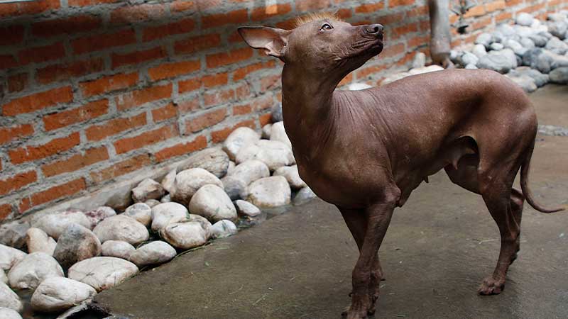 xoloitzcuintle hembra color cafe