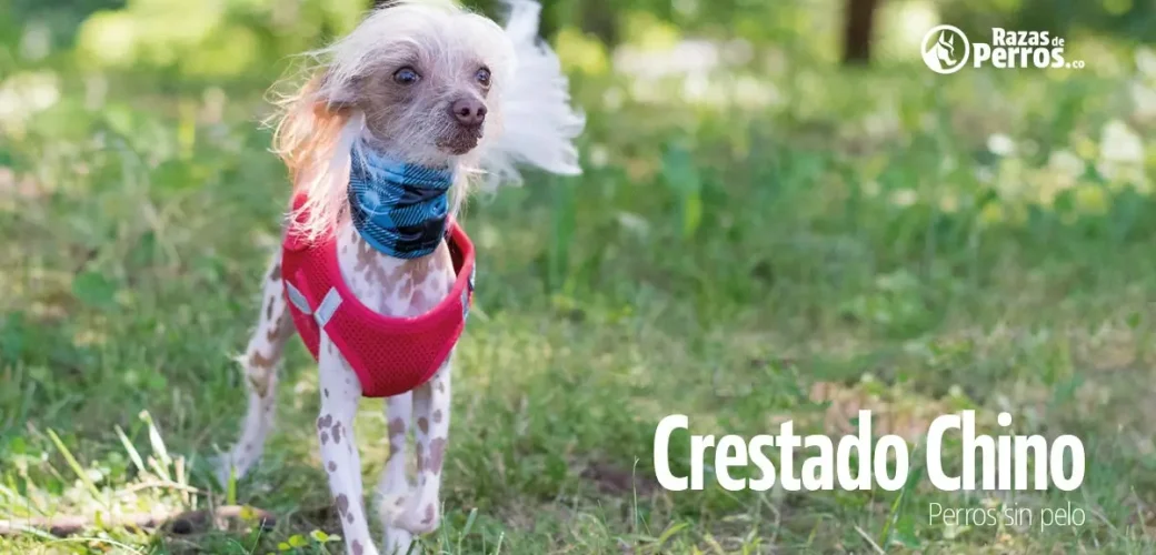 raza de perro crestado chino